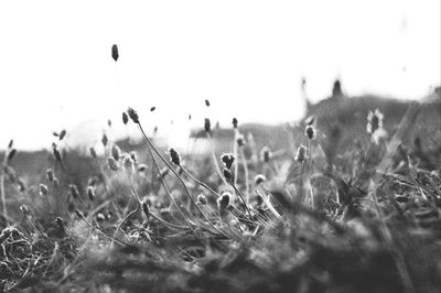 View of trees in the dark
