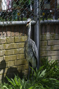 Bird perching on a fence