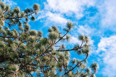 Low angle view of trees against blue sky