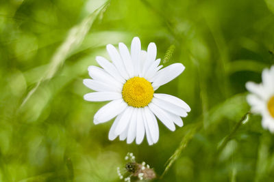 Close-up of white flower blooming outdoors