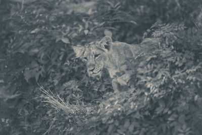 High angle view of a cat on ground