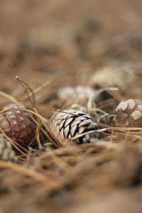 Close-up of dry leaf on land