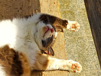 Close-up of cat yawning