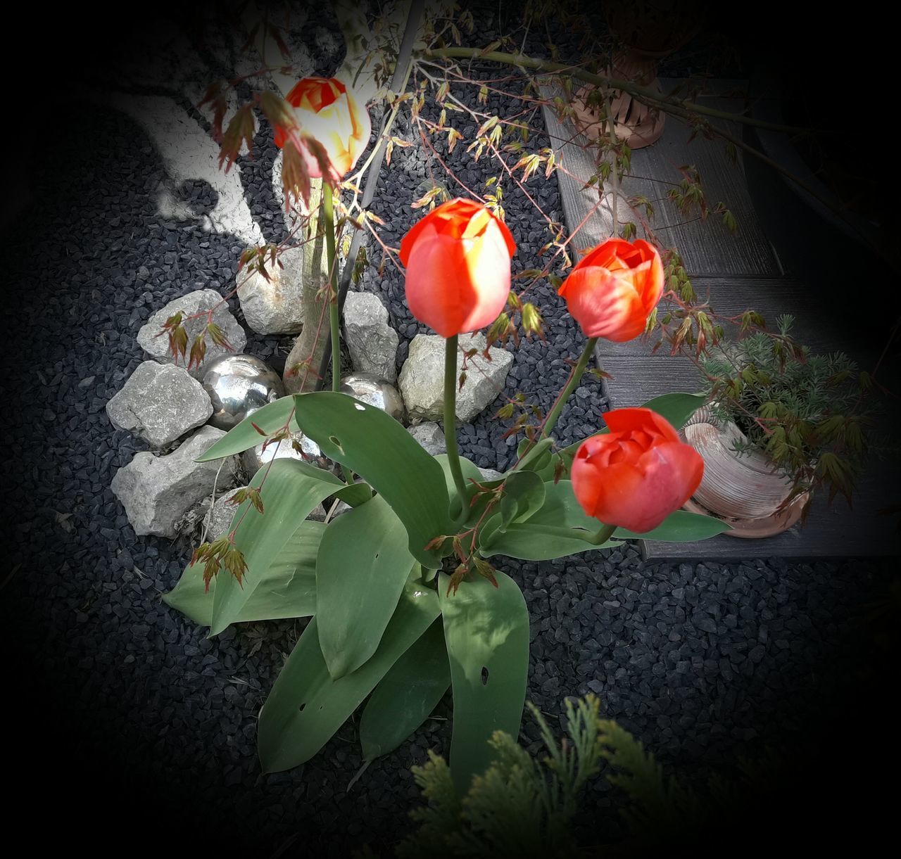 CLOSE-UP OF FLOWER AND PLANTS