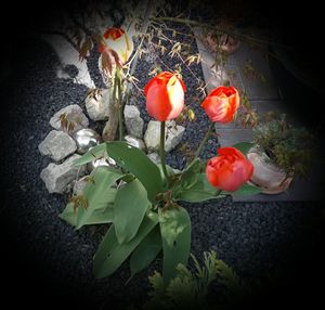 Close-up of flowers and leaves