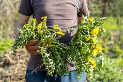 Gardeners hand holding a weed bunch, dandelion plant with large roots system.