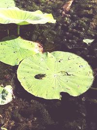 High angle view of leaf floating on water