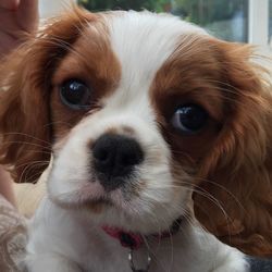 Close-up portrait of dog