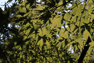 Low angle view of flowering plant against trees