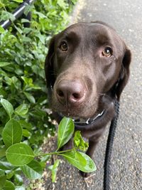 Close-up of dog