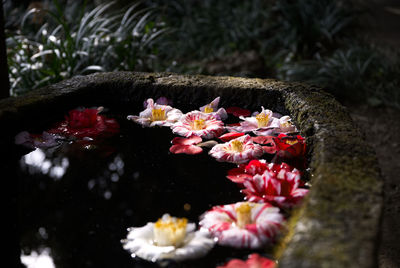 Close-up of pink flowers in water