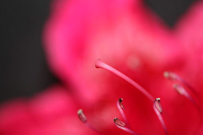 Close-up of pink flower