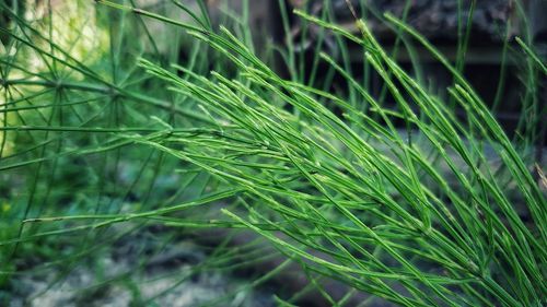 Close-up of fresh green plant in field