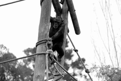 Low angle view of chimpanzee on ropes against trees in zoo