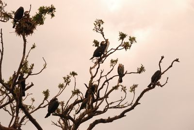 Low angle view of tree against sky