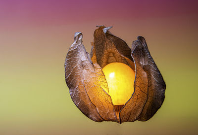 macro photography