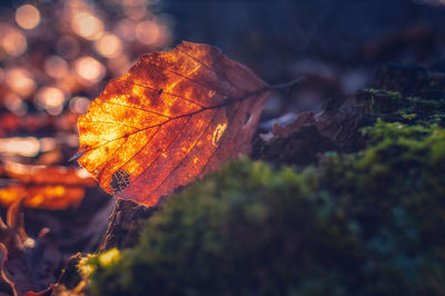 Close-up of butterfly on leaf during autumn