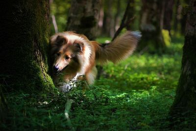 Dog on field