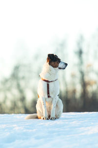 Dog sitting on snow covered land