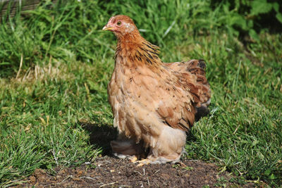 View of a bird on field