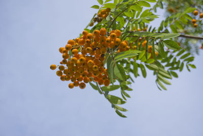 Vivid orange cluster of tree buds against sky