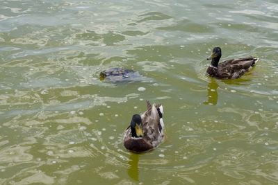 High angle view of ducks swimming in lake
