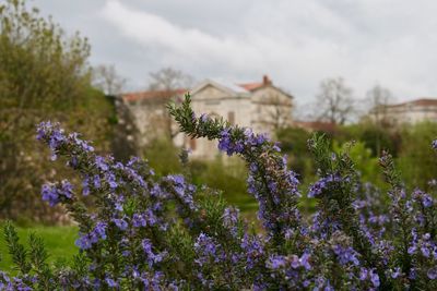 Purple flowering plants on field against sky