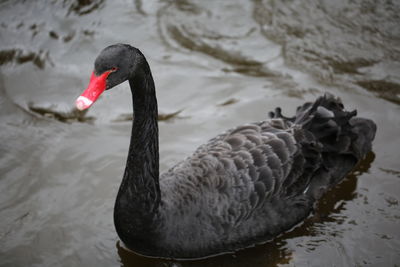 Black swans swimming in lake