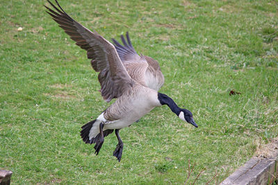 Side view of a bird flying