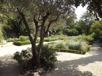 Trees growing in park