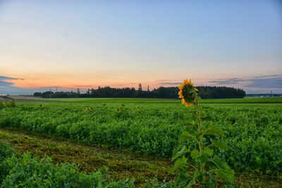 Scenic view of agricultural field against sky during sunset