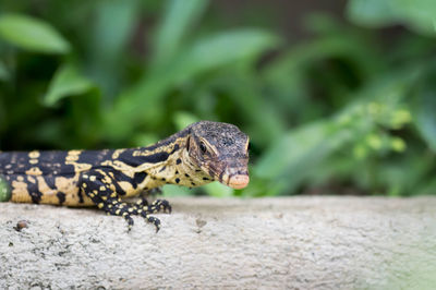 Close-up of lizard