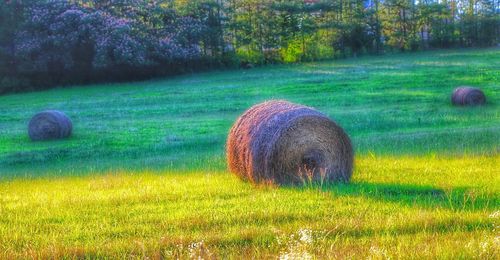 Hay bales on field