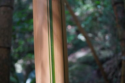 Low angle view of bamboo trees in forest