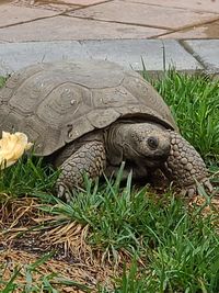 High angle view of tortoise on field