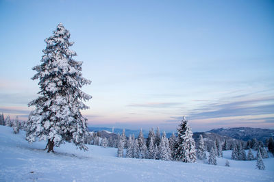 Trees on snow covered field against sky