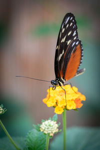 Close-up of butterfly pollinating on flower