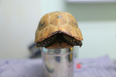 Close-up of tortoise on container