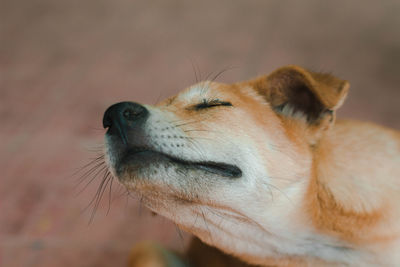 Close-up of dog looking away