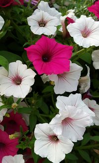 Close-up of pink flower