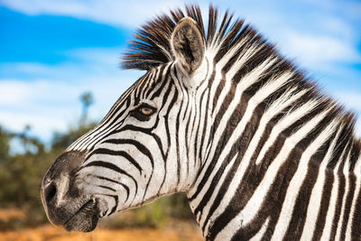 Close-up of zebra