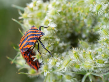 Close-up of butterfly pollinating on flower