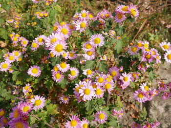 Close-up of fresh flowers blooming in field