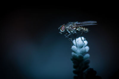 Close-up of fly against black background