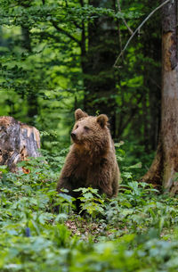 Standing bear in the forest