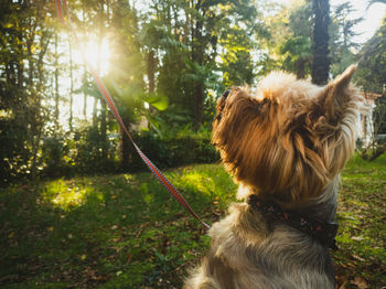 View of a dog on landscape