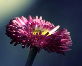 Close-up of pink flower against white background