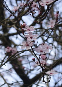 Low angle view of apple blossoms in spring