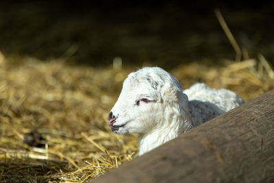 Close-up of sheep on field