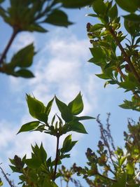 Low angle view of flowering plant against sky